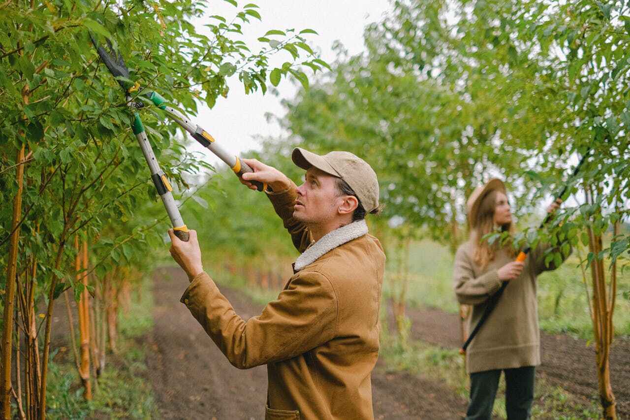 Reliable Gordon, GA Tree Service Solutions